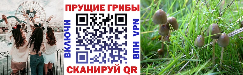 Псилоцибиновые грибы прущие грибы  Минусинск 